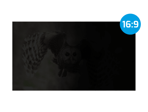 OWL 24"